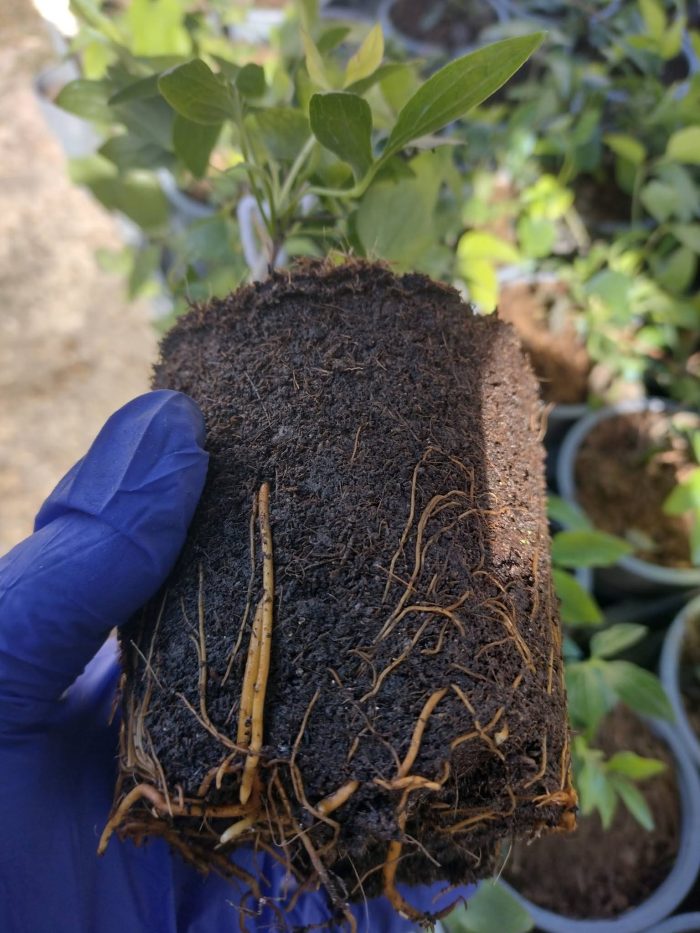 clematite Tudor