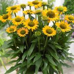 Echinacea SunSeekers Mellow