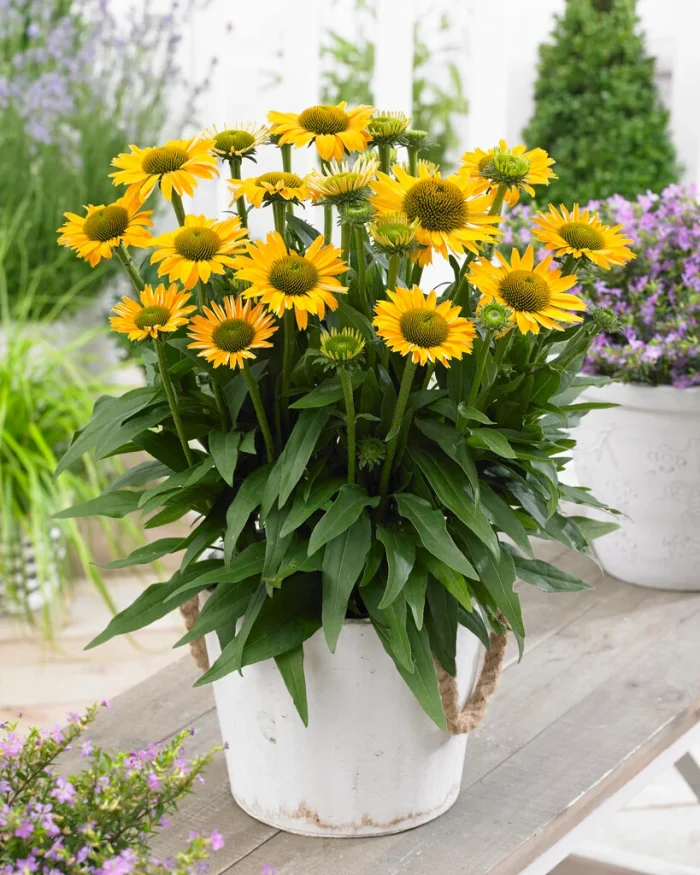 Echinacea SunSeekers Mellow - imagine 2