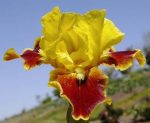 Iris Firebug - imagine 2