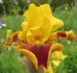 Iris Firebug