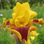 Iris Firebug
