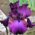 Iris Gypsy Romance