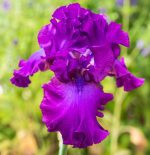 Iris Gypsy Romance - imagine 2