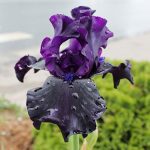Iris Ghost Train