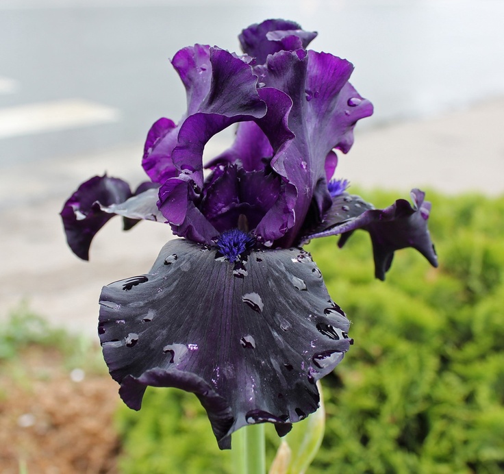 Iris Ghost train Iris Ghost Train - imagine 1