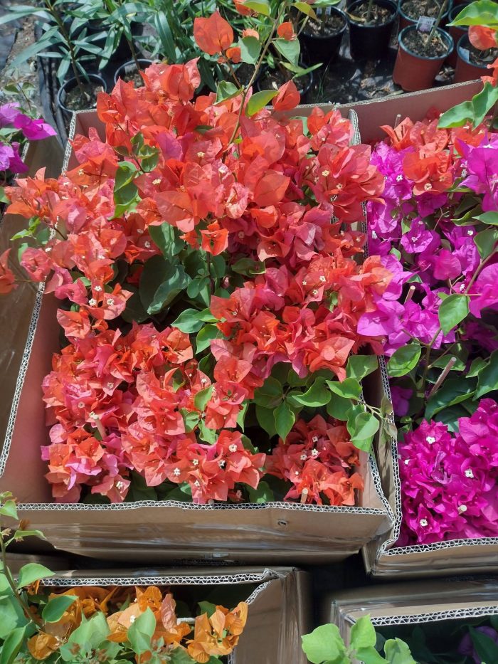 Bougainvillea(Floarea de hartie) Orange cu flori simple.