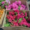 Bougainvillea(Floarea de hartie) Rosu-Ciclam cu flori duble.