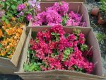 Bougainvillea(Floarea de hartie) Rosu-Ciclam cu flori duble.