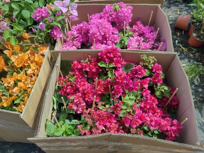Bougainvillea(Floarea de hartie) Rosu-Ciclam cu flori duble.
