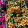 Bougainvillea(Floarea de hartie) Galbena cu flori simple