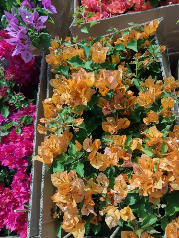 Bougainvillea(Floarea de hartie) Galbena cu flori simple