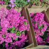 Bougainvillea(Floarea de hartie) Roz cu flori duble.