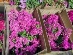 Bougainvillea(Floarea de hartie) Roz cu flori duble.