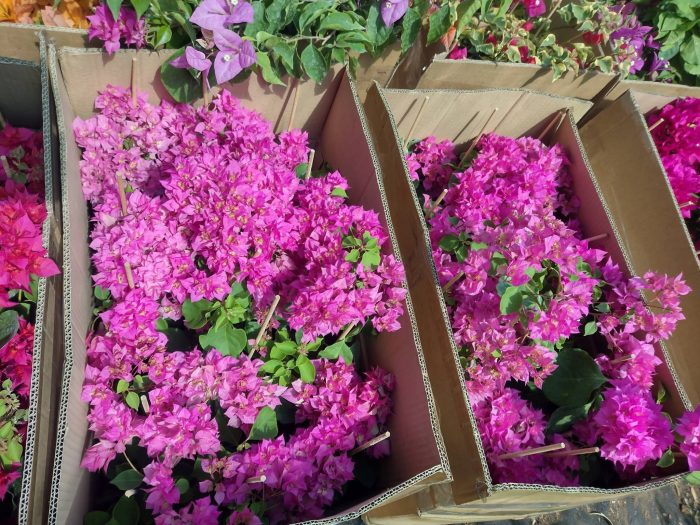Bougainvillea(Floarea de hartie) Roz cu flori duble.