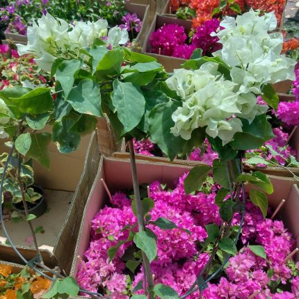 Bougainvillea(Floarea de hartie) Alba cu flori simple.