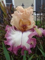 Iris All By Design