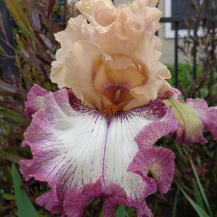 Iris All By Design