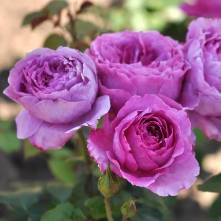 Trandafir Adore Aroma