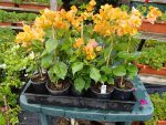 Bougainvillea(Floarea de hartie) Galbena cu flori simple