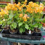 Bougainvillea(Floarea de hartie) Galbena cu flori simple