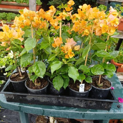 Bougainvillea(Floarea de hartie) Galbena cu flori simple