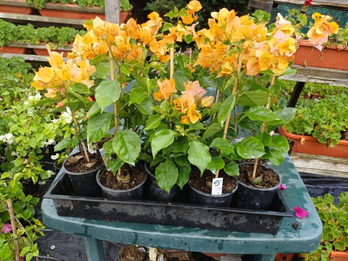 Bougainvillea(Floarea de hartie) Galbena cu flori simple