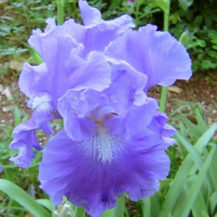 Iris Cape Perpetua