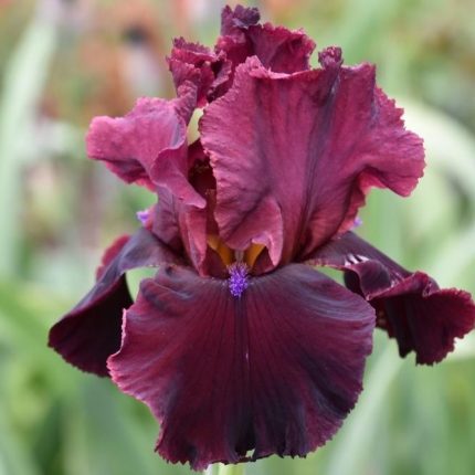 Iris Chase the Dream