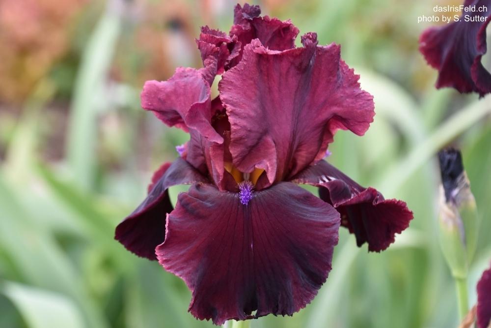 Chase the Dream Iris Chase the Dream