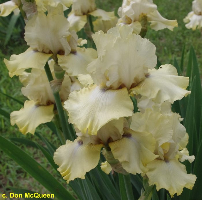Iris Country Cork - imagine 2