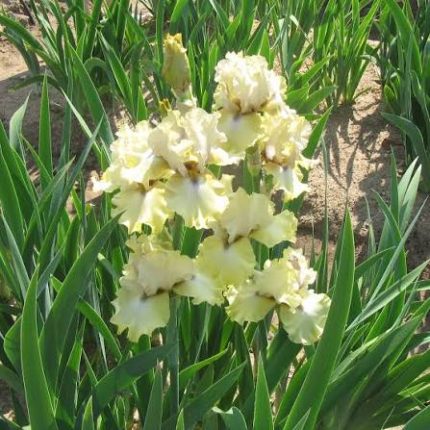 Iris Country Cork