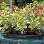 Bougainvillea(Floarea de hartie) Ciclam cu frunze variegate.