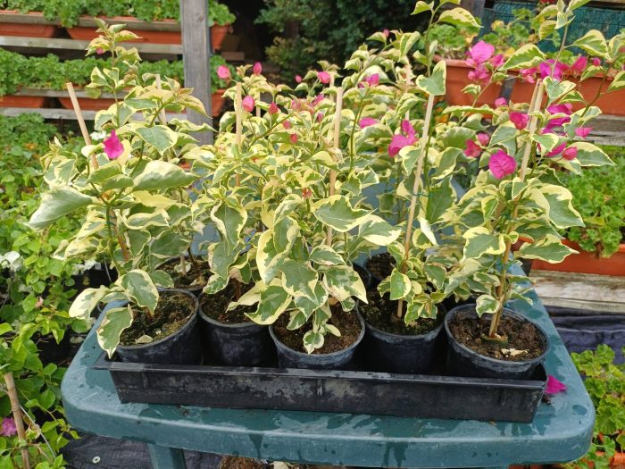 Bougainvillea(Floarea de hartie) Ciclam cu frunze variegate.