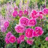 Trandafir englezesc Princess Anne