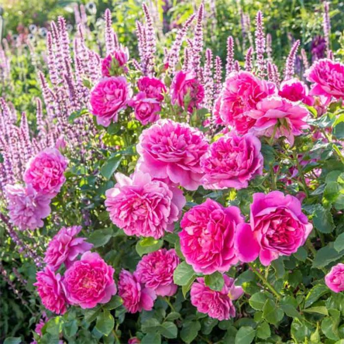 Trandafir englezesc Princess Anne