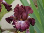 Iris Double Down