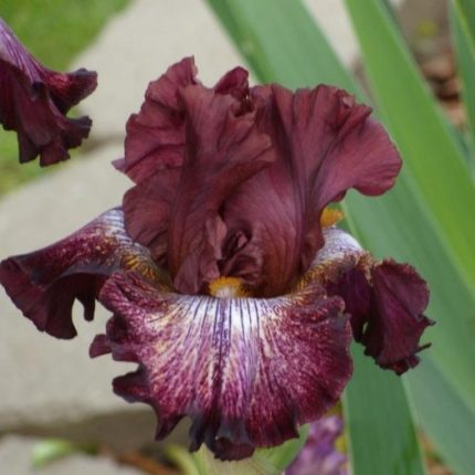Iris Double Down