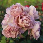Trandafir Lavender Pinocchio