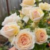 Madame Anisette