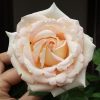Madame Anisette