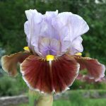 Iris Man's Best Friend