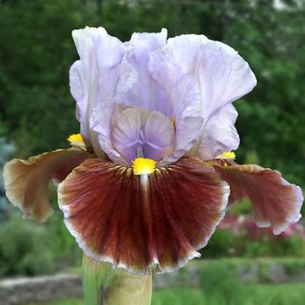 Iris Man's Best Friend