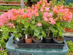 Bougainvillea(Floarea de hartie) Orange cu flori simple.