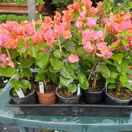 Bougainvillea(Floarea de hartie) Orange cu flori simple.