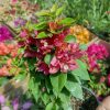 Bougainvillea(Floarea de hartie) Pitica