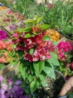 Bougainvillea(Floarea de hartie) Pitica