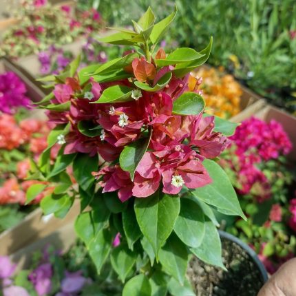 Bougainvillea(Floarea de hartie) Pitica