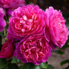 Trandafir englezesc Princess Anne