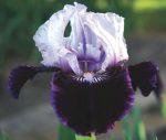 Iris Royalaz